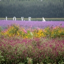 济南著名景区--紫缘香草园